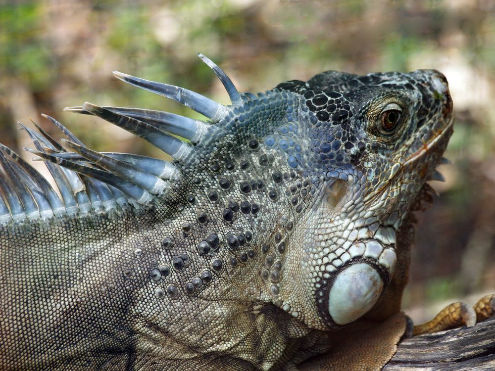 Nouméa - Parc zoologique et forestier 40 – Mon iguane préféré