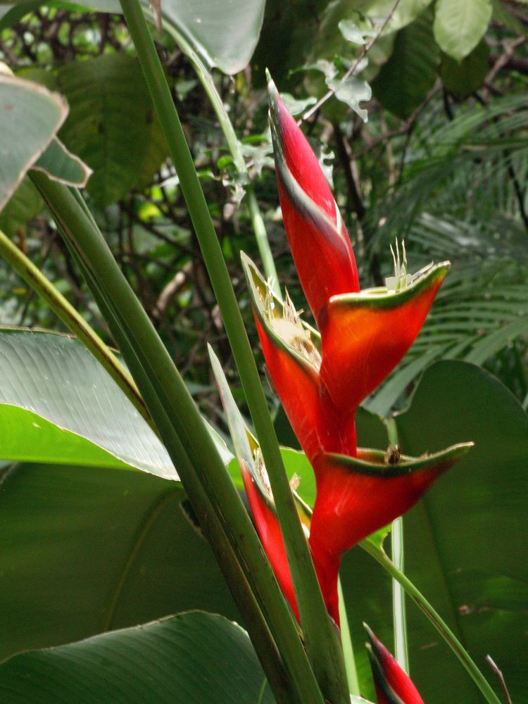 Nouméa - Parc zoologique et forestier 41 – Fleur de balisier