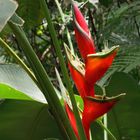 Nouméa - Parc zoologique et forestier 41 – Fleur de balisier