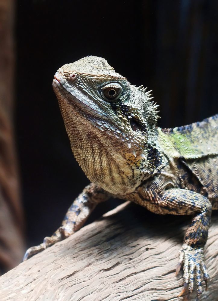 Nouméa - Parc zoologique et forestier 43 – Le dragon d’eau australien vous salue bien… !