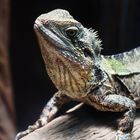 Nouméa - Parc zoologique et forestier 43 – Le dragon d’eau australien vous salue bien… !