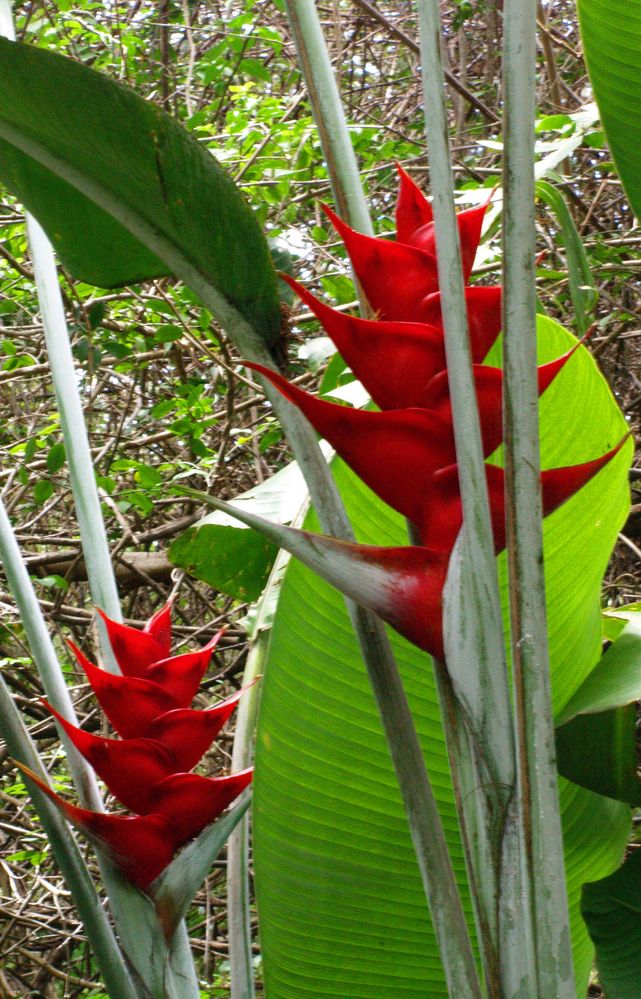 Nouméa - Parc zoologique et forestier 44 - Fleurs de balisier