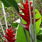 Nouméa - Parc zoologique et forestier 44 - Fleurs de balisier