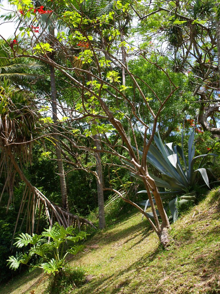 Nouméa - Parc zoologique et forestier 45 – Une végétation exubérante