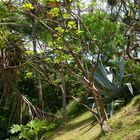 Nouméa - Parc zoologique et forestier 45 – Une végétation exubérante