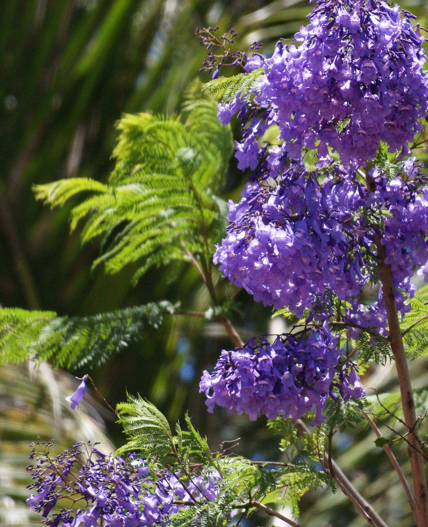 Nouméa - Parc zoologique et forestier 5 – Rameau fleuri de jacaranda
