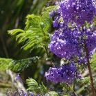 Nouméa - Parc zoologique et forestier 5 – Rameau fleuri de jacaranda