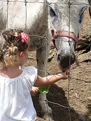 Nouméa - Parc zoologique et forestier 7 – A la mini-ferme pédagogique