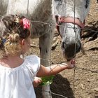 Nouméa - Parc zoologique et forestier 7 – A la mini-ferme pédagogique