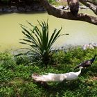 Nouméa - Parc zoologique et forestier 9 - Passage de paons près d’un lac