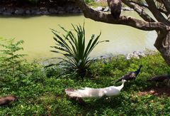 Nouméa - Parc zoologique et forestier 9 - Passage de paons près d’un lac