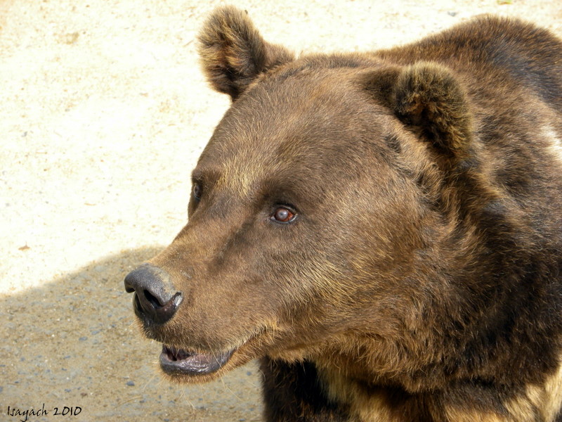 Nounours pas au chocolat!