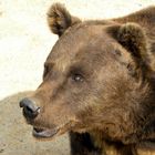 Nounours pas au chocolat!