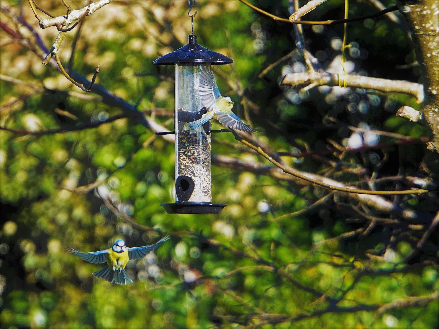 Nourrir les oiseaux du ciel.....