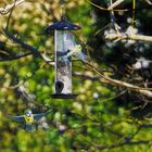 Nourrir les oiseaux du ciel.....