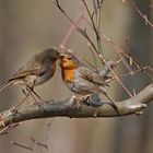 Nourrissage de rouge-gorge