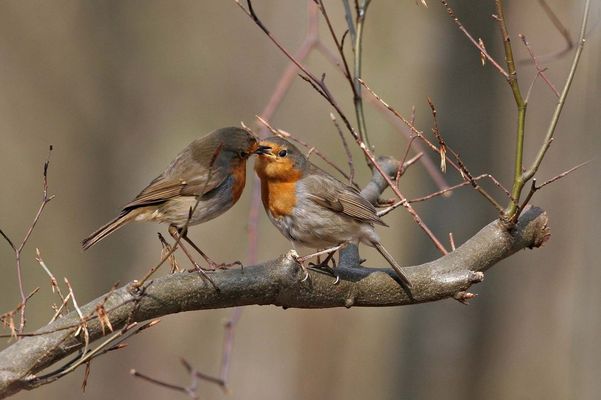 Nourrissage de rouge-gorge