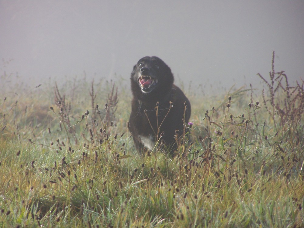 Nours un super chien