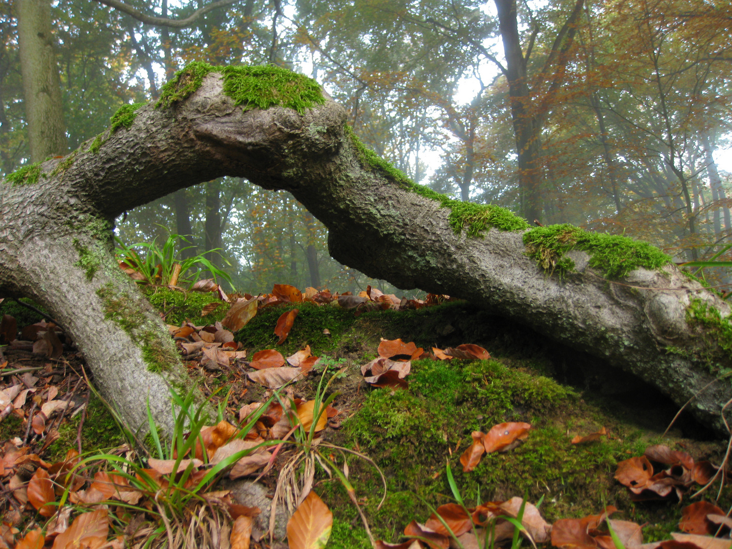 nous, les elfes des bois ...