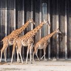 nous sommes allés au zoo