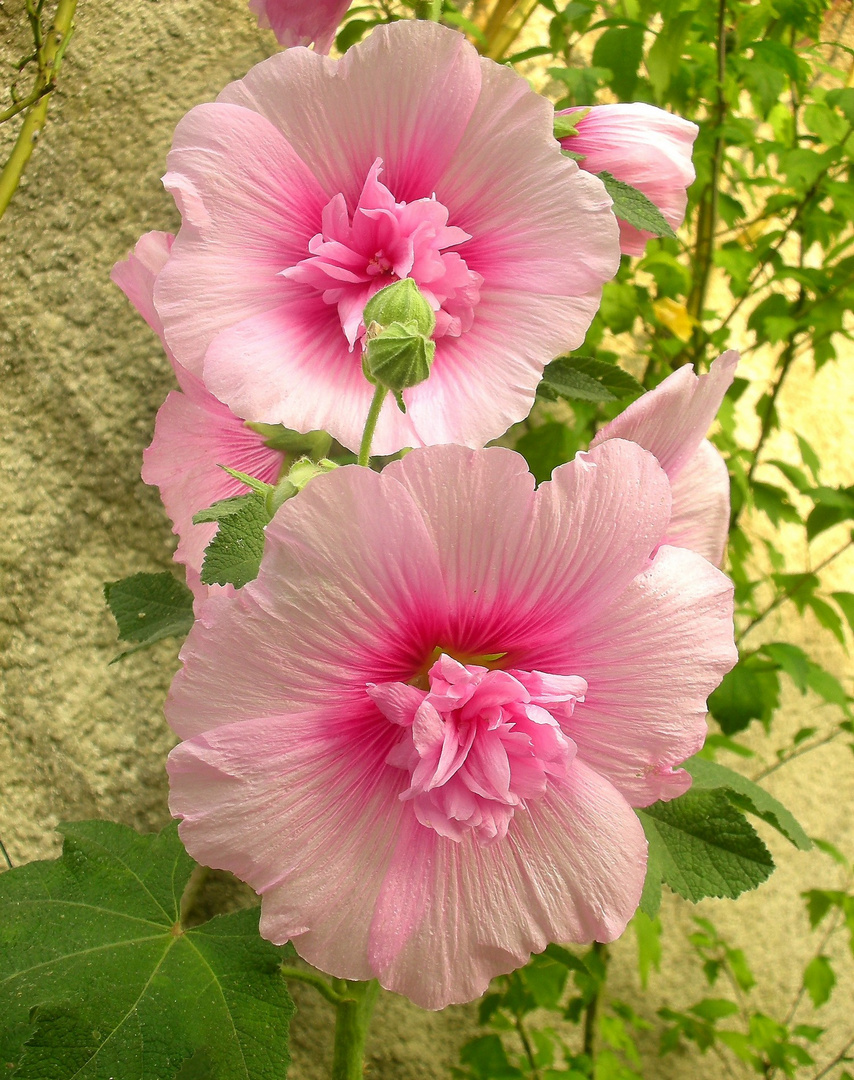 "Nous sommes des fleurs jumelles"