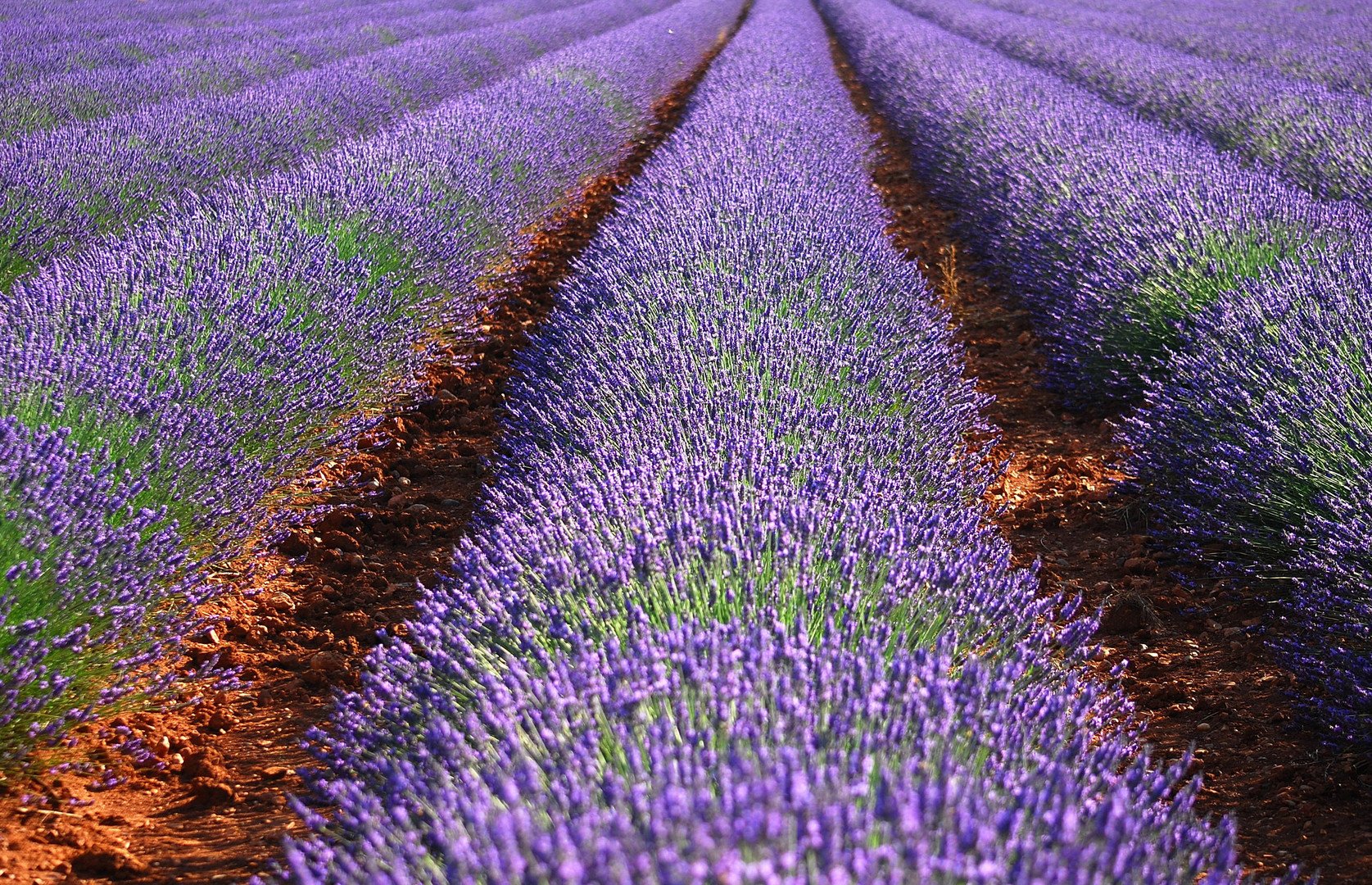 Nous sommes en pleine saison de la lavande..