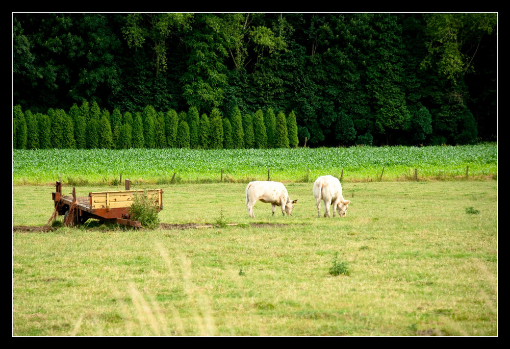 Nous traversons la campagne ...