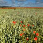 Nous Voulons des Coquelicots