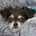 Nouveau chien / Chihuahua