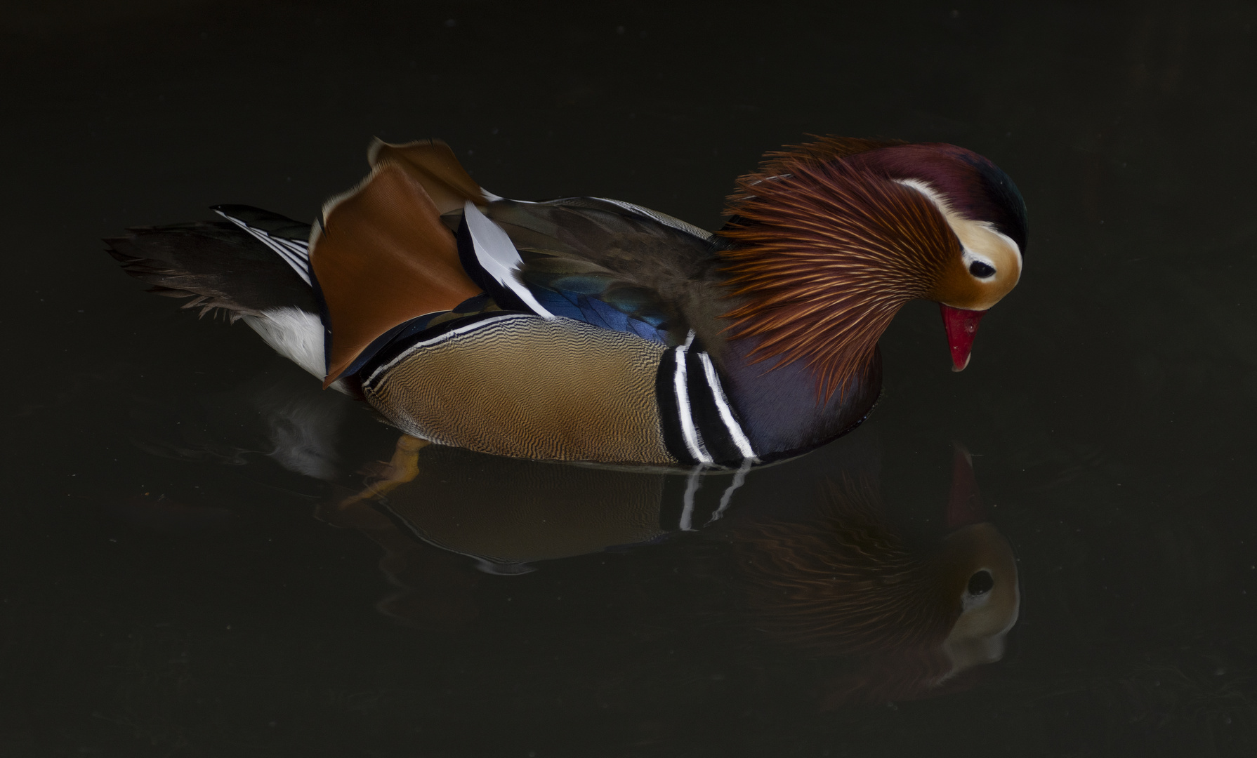 Nouveau Narcisse se mirant dans l'eau ! (Aix galericulata, canard mandarin)