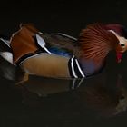 Nouveau Narcisse se mirant dans l'eau ! (Aix galericulata, canard mandarin)