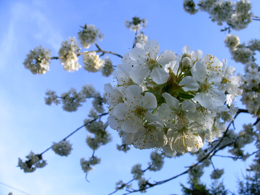 Nouveau printemps