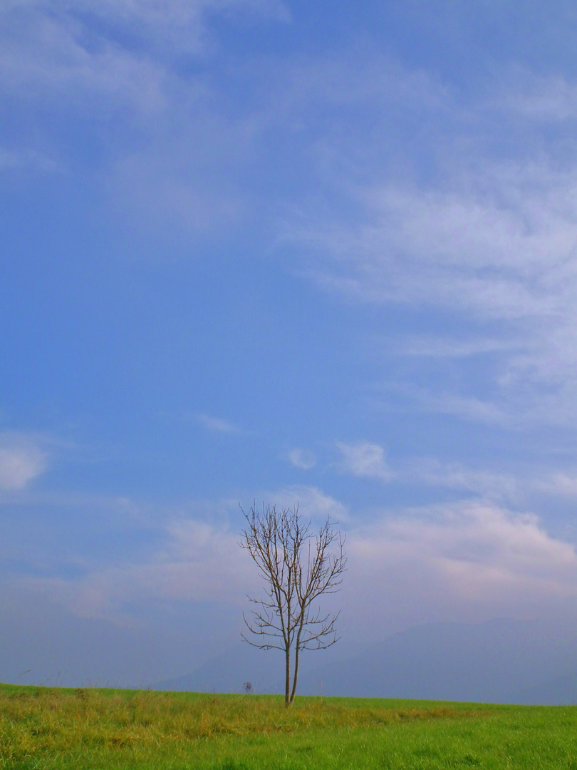 Nouvel an pour les arbres