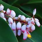 Nouvelle-Calédonie - Fleur d’alpinia speciosa - Neukaledonien - Alpinia speciosa Blume