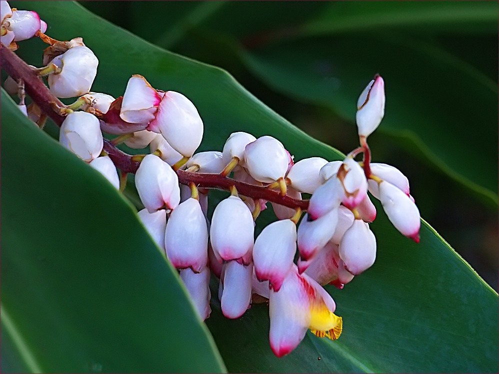 Nouvelle-Calédonie - Fleur d’alpinia speciosa - Neukaledonien - Alpinia speciosa Blume