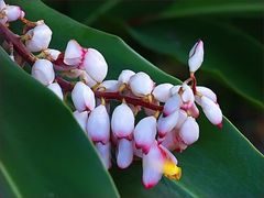 Nouvelle-Calédonie - Fleur d’alpinia speciosa - Neukaledonien - Alpinia speciosa Blume