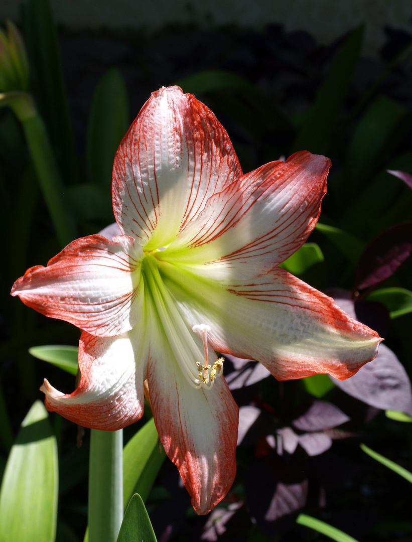 Nouvelle-Calédonie - Fleur d'amaryllis dan le jardin de l'Hôtel Tiéti à Poindimié