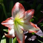 Nouvelle-Calédonie - Fleur d'amaryllis dan le jardin de l'Hôtel Tiéti à Poindimié