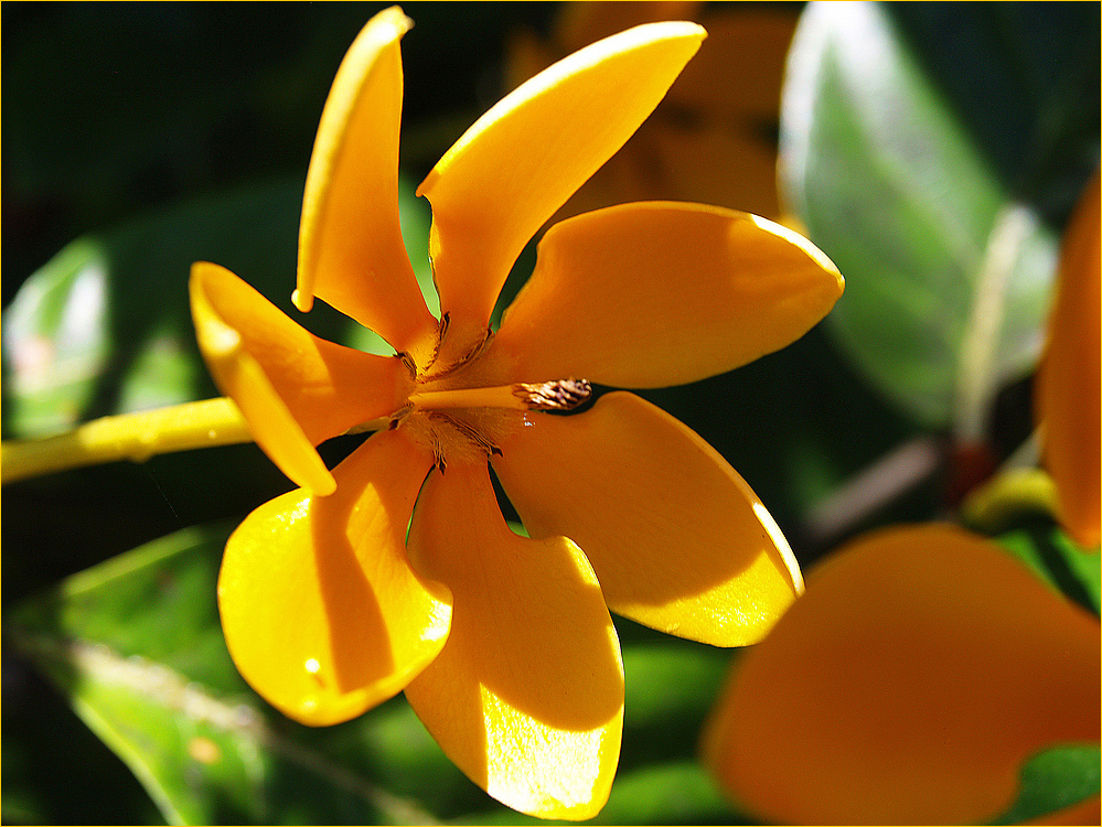 Nouvelle-Calédonie - Fleur exotique…. ?? Neukaledonien - Exotische Blume..??