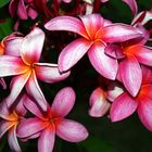 Nouvelle-Calédonie - Fleurs de frangipanier