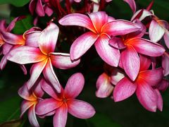 Nouvelle-Calédonie - Fleurs de frangipanier