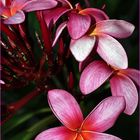 Nouvelle-Calédonie - Fleurs de frangipanier roses