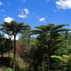 Nouvelle-Calédonie: fougères arborescentes