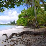 Nouvelle-Calédonie - L'Île des Pins: un "boa" sur la plage, Baie de Kuto