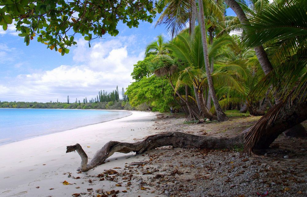 Nouvelle-Calédonie - L'Île des Pins: un "boa" sur la plage, Baie de Kuto