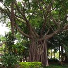 Nouvelle-Calédonie -- Nouméa -- Des banians dans un parc du centre-ville