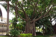 Nouvelle-Calédonie -- Nouméa -- Des banians dans un parc du centre-ville