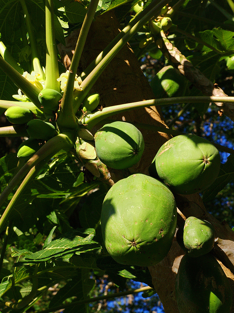 Nouvelle-Calédonie - Papayer – Papayabaum