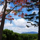 Nouvelle-Calédonie - Paysage près de Kone