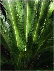 Nouvelles feuilles d’un Cyca près de la piscine de l’hôtel